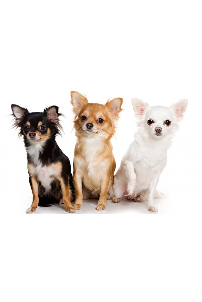 media Πίνακας σε καμβά Φίλοι2, 45 x 30 εκ.