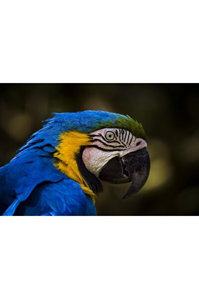 media Πίνακας σε καμβά Μπλε Παπαγάλος, 45 x 30 εκ.