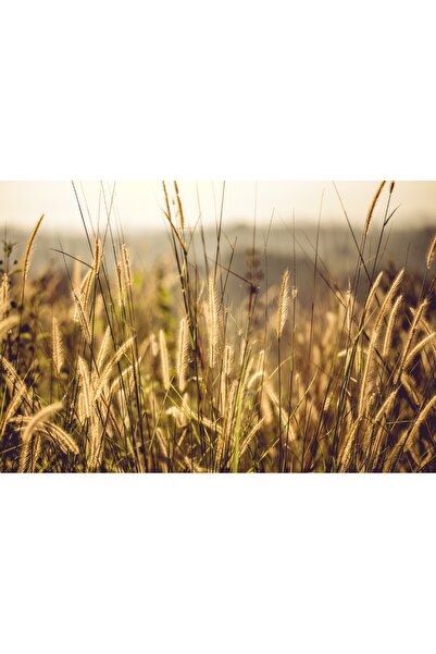 media Πίνακας σε καμβά: Όριζοντας με θέμα το γρασίδι, 90 x 60 εκ.