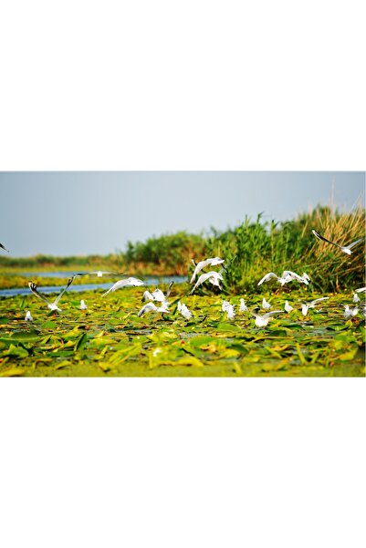 media Canvas painting Delta Landscape, 75 x 50 cm
