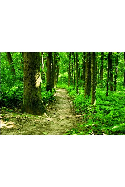 media Πίνακας σε καμβά: Στο μονοπάτι στο δάσος, 75 x 50 εκ.