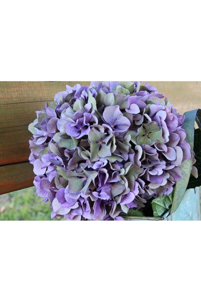 media Tablou canvas Hortensie, 45 x 30 cm