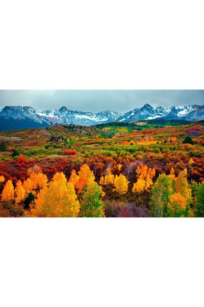 media Πίνακας σε καμβά Δάσος του Ουράνιου Τόξου, 45 x 30 εκ.