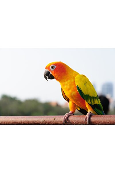 media Πίνακας σε καμβά Κίτρινος Παπαγάλος, 60 x 40 εκ.