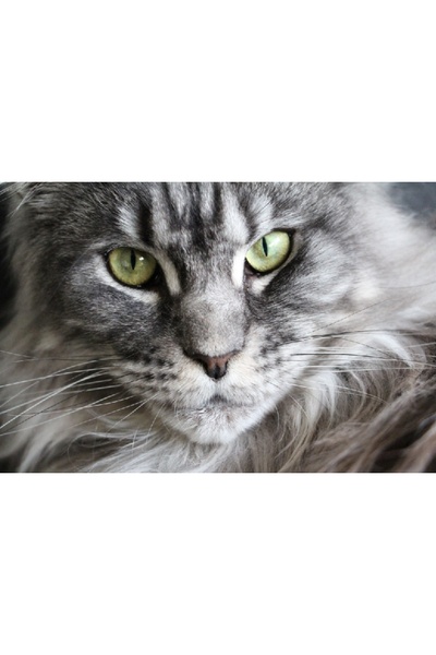 media Πίνακας σε καμβά: Το βλέμμα της γάτας, 60 x 40 εκ.