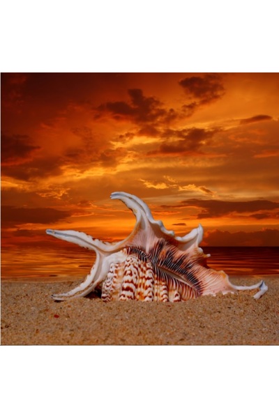 media Πίνακας σε καμβά natura5, 70 x 70 εκ.