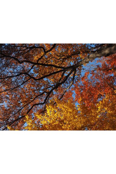 media Πίνακας σε καμβά Φθινοπωρινά Φύλλα, 90 x 60 εκ.