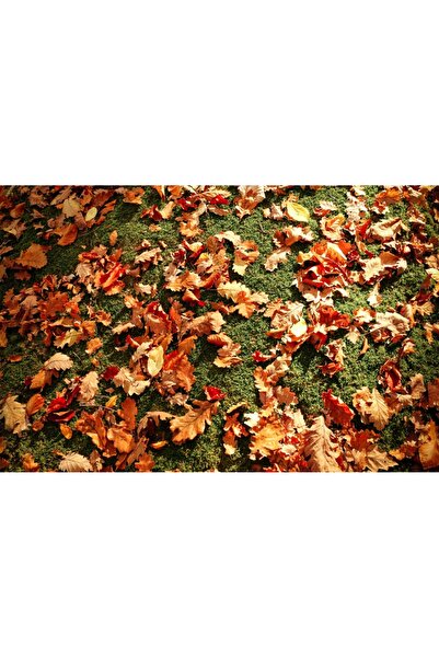 media Πίνακας σε καμβά με Φύλλα Δρυός, 60 x 40 εκ.