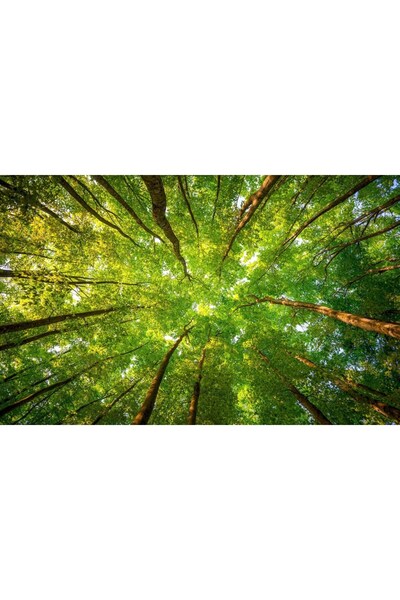 media Tablou canvas Coroana verde75 x 50 cm