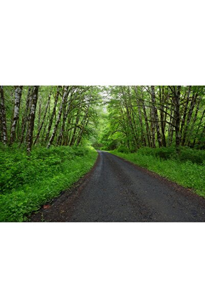 media Πίνακας σε καμβά, Φυλλωτό δάσος, 90 x 60 εκ.