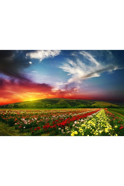 media Πίνακας σε καμβά: Ηλιοβασίλεμα πάνω από ένα χωράφι με τριαντάφυλλα, 60 ...