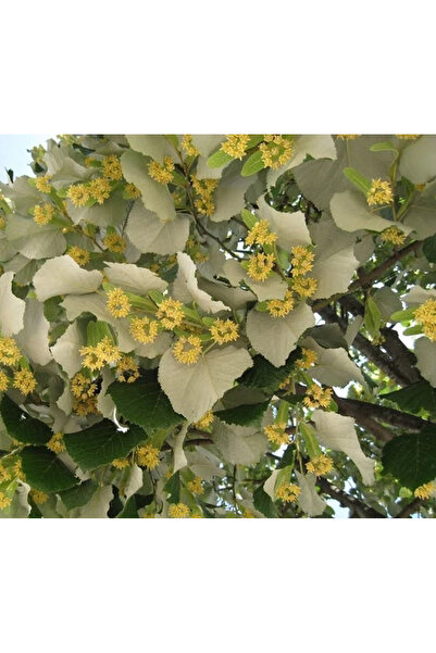 Ecotera Ασημένια λάιμ (Tilia tomentosa) – διακοσμητικό δέντρο, ασημένια φύλλω...