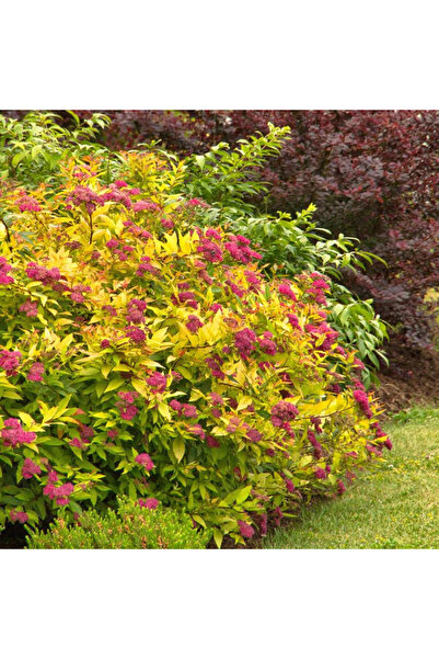 Ecotera Σπιρέα ιαπωνική 'Γκόλντμαουντ' – διακοσμητικό θάμνο, χρυσόφυλλο, ροζ ...