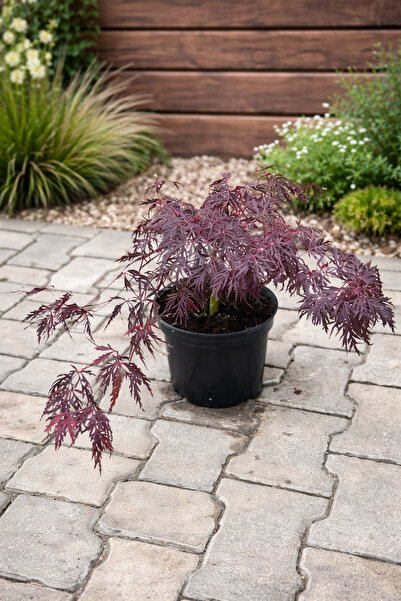 Ecotera Ιαπωνικό Σφενδάμι (Acer palmatum 'Inaba-shidare') – διακοσμητικό θάμν...