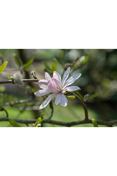 Ecotera Αστερόμανολια (Magnolia stellata 'Rosea') – διακοσμητικό θάμνο με ανο...