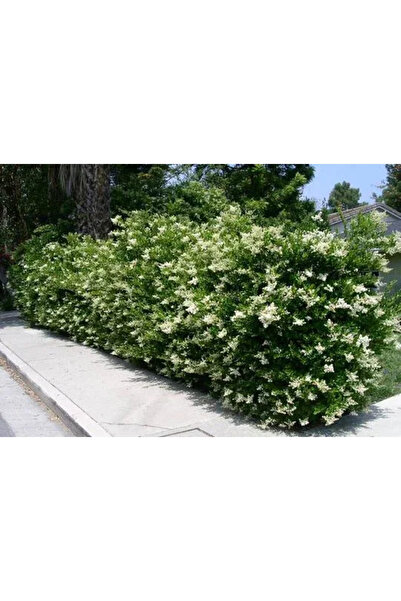 Ecotera Δαμασκηνιά (Ligustrum japonicum ‘Texanum’) – αειθαλές διακοσμητικό θά...