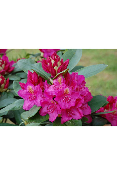 Ecotera Ροδόδενδρο (Ροδόδενδρο 'Pearce's American Beauty') – διακοσμητικό θάμ...