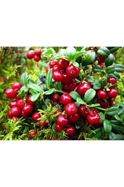 Ecotera Κράνμπερι (Vaccinium vitis-idaea) – ανθεκτικό θάμνο φρούτων, λευκο-ρο...