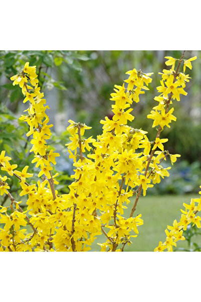 Ecotera Φορσίθια (Forsythia intermedia) – διακοσμητικό θάμνο, κίτρινα άνθη, σ...