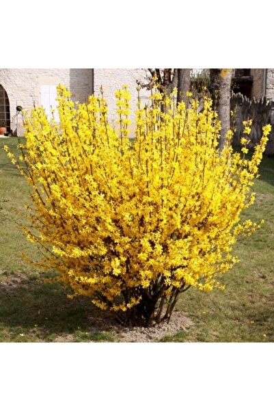 Ecotera Χρυσή Βροχή (Forsythia intermedia 'Lynwood') – διακοσμητικό θάμνο, κί...