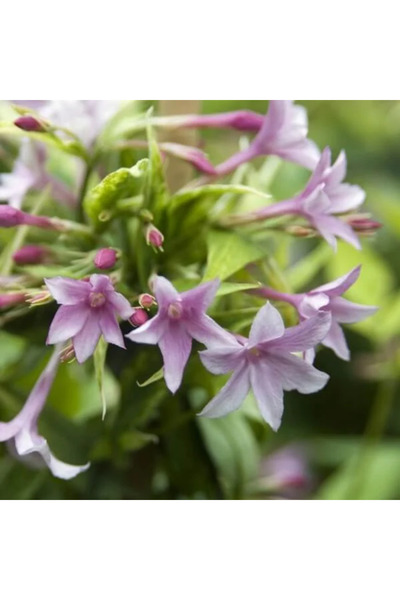 Ecotera Αναρριχώμενο γιασεμί (Jasminum) – αρωματικό διακοσμητικό φυτό, λευκά ...