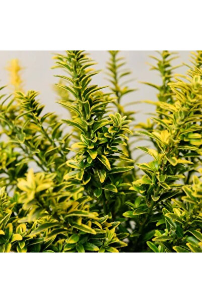 Ecotera Ευονύμωνας Ιαπωνικός 'Μικρόφυλλος Αουρεοβαριεγκάτου' – διακοσμητικό θ...