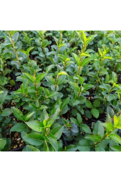 Ecotera Πράβετ (Ligustrum ovalifolium) – διακοσμητικό θάμνο, αρωματικά άνθη, ...