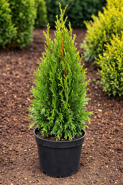 Ecotera Θούγια Σμαράγδη (Thuja Occidentalis) – διακοσμητικό κωνοφόρο φυτό, βα...