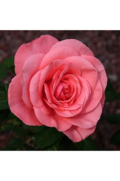 Ecotera Τριαντάφυλλο Mondial (Rosa 'Mondial') – τριαντάφυλλο με ροζ-σομόν χρώ...