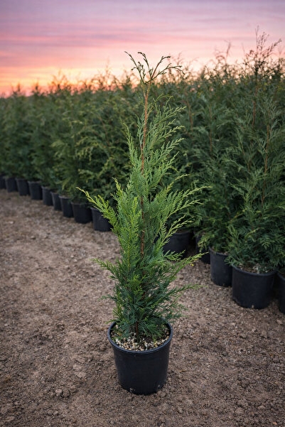 Ecotera Κυπαρίσσιος της Λέιλαντ (Cupressocyparis leylandii) – διακοσμητικό ελ...