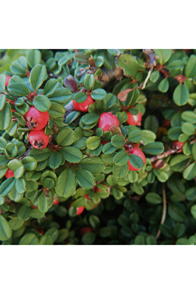 Ecotera Cotoneaster microphyllus – διακοσμητικό θάμνο, μικρά φύλλα και κόκκιν...