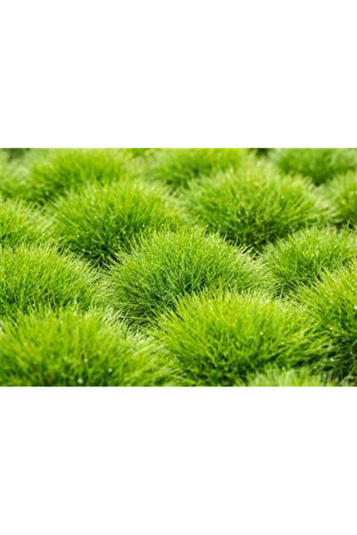 Ecotera Χόρτο Σκίουρου (Festuca gautieri 'Pic Carlit') – νάνο διακοσμητικό χό...