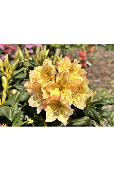 Ecotera Ροδόδενδρο (Προφέσορ Σόλτζ) – διακοσμητικό θάμνο, βαθύκίτρινα άνθη, σ...