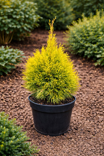 Ecotera Θούγια Χρυσόσμαραγδη (Thuja Occidentalis) – διακοσμητικό κωνοφόρο φυτ...