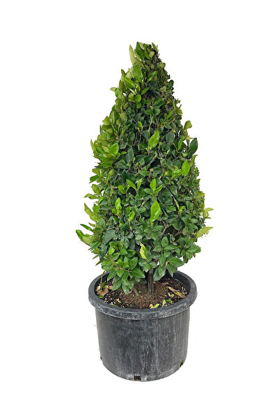 Ecotera Λιγουστρόν (Ligustrum Texanum) – αειθαλές διακοσμητικό θάμνο, αρωματι...