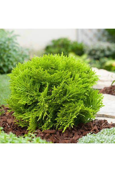 Ecotera Θούγια Μιριτζάμ (Thuja occidentalis) – διακοσμητικό κωνοφόρο φυτό, βα...