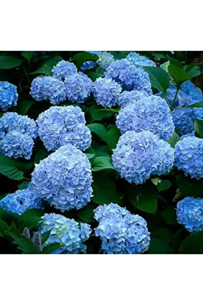 Ecotera Ορτανσία (Hydrangea macrophylla) – διακοσμητικό θάμνο, μεγάλα μπλε/μο...