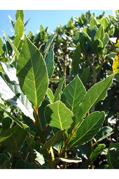 Ecotera Δαμασκηνιά (Laurus nobilis) – διακοσμητικό και μαγειρικό θάμνο, σε γλ...