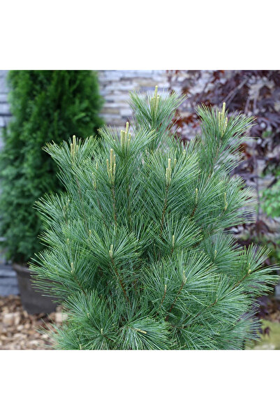 Ecotera Πεύκο Ιμαλαΐων (Pinus wallichiana) – διακοσμητικό αιθέριο φυτό με μακ...