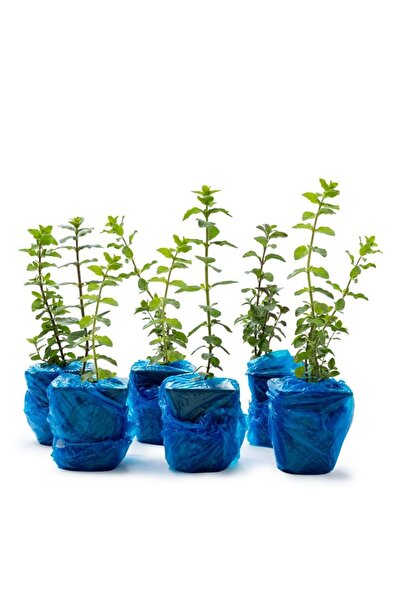 Izmir Ball Thyme (Origanum onites) 6pcs