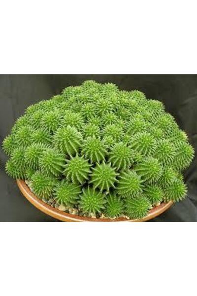 cantropikal Euphorbia Suzanne Bolyavru Minik Pembe Çiçek Açan Sukulent Kaktüs