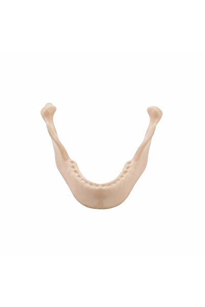 mallofdent Mandibula Çene Kemiği (İmplant) Eğitim Modeli - Diş Hekimliği Eğit...