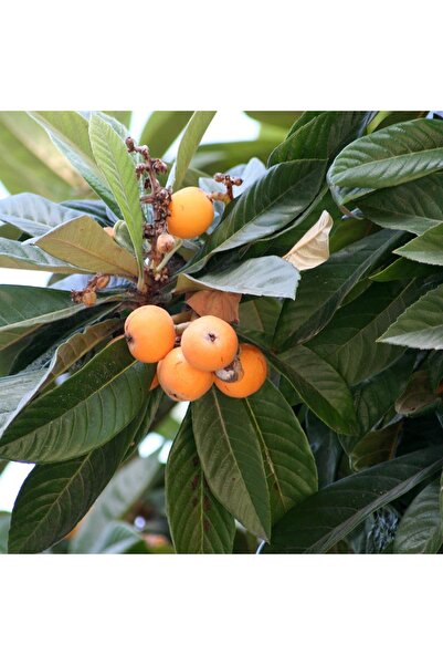 Zambak Botanik 3 yaş saksılı 60-80 CM arası Yenidünya (Malta Eriği – Loquat, ...