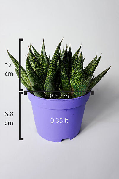 Toptan Kaktüs Gasteria Sukulent – 3 Kök Canlı Dekoratif Ev Bitkisi – Kolay Bakı