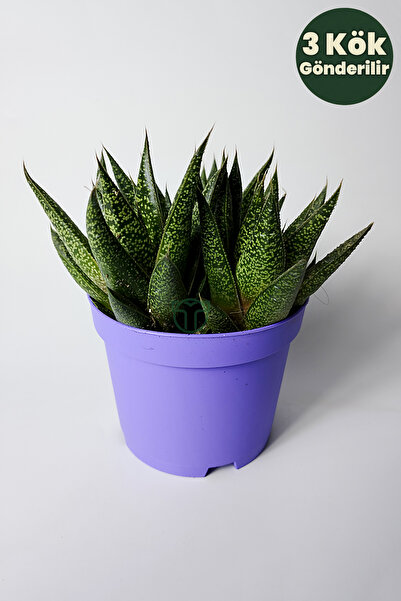 Toptan Kaktüs Gasteria Sukulent – 3 Kök Canlı Dekoratif Ev Bitkisi – Kolay Bakı