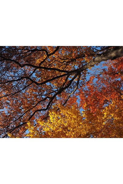 media Πίνακας σε καμβά Φθινοπωρινά Φύλλα, 60 x 40 εκ.