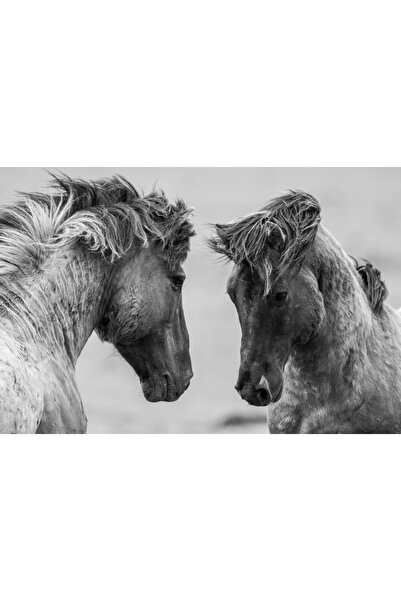 media Πίνακας σε καμβά Η Ιστορία των Αλόγων, 60 x 40 εκ.