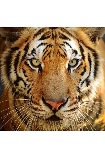 media Πίνακας σε καμβά με ζώα 1, 70 x 70 εκ.