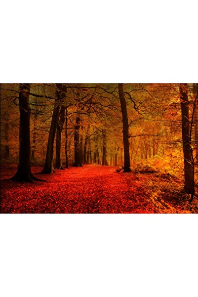 media Πίνακας σε καμβά: Το Κόκκινο Χαλί στο Δάσος, 45 x 30 εκ.