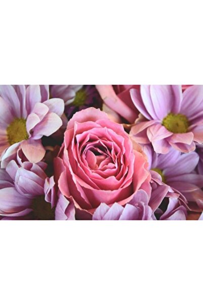 media Πίνακας σε καμβά: Ροζ τριαντάφυλλο με μαργαρίτες, 45 x 30 εκ.